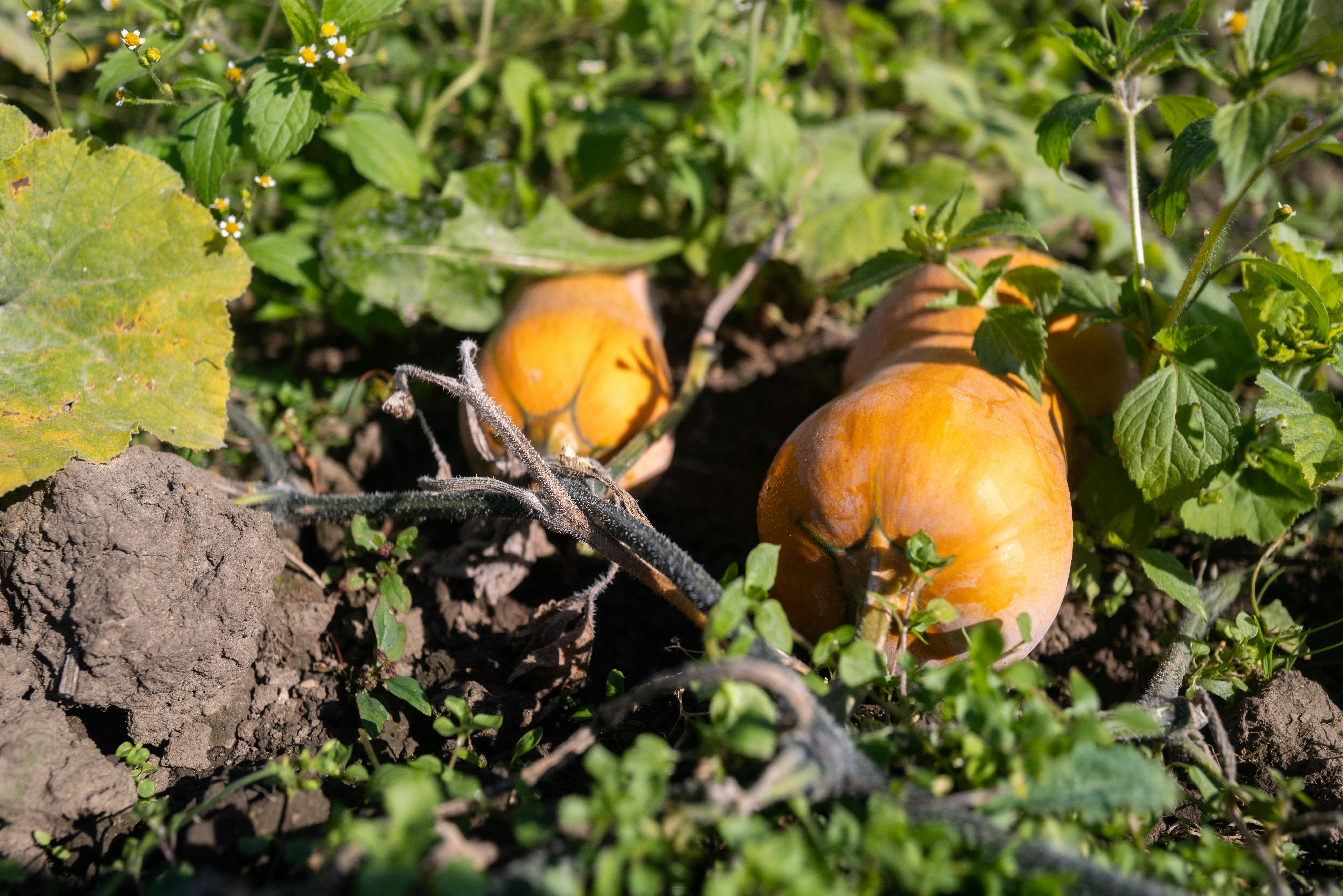 2a0645b83bd8eb883fbd72f8080b1852.jpg